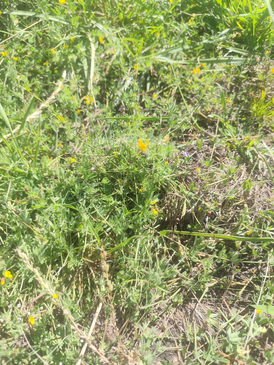 Luis Carrau tweet media