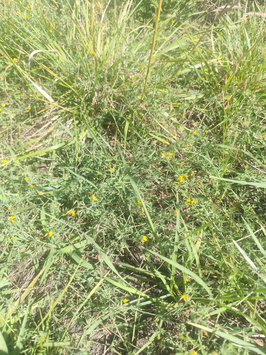 Luis Carrau tweet media