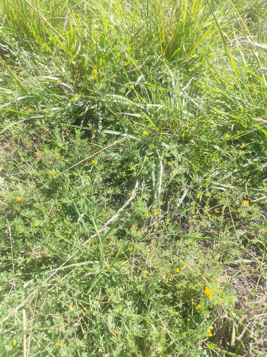 Luis Carrau tweet media