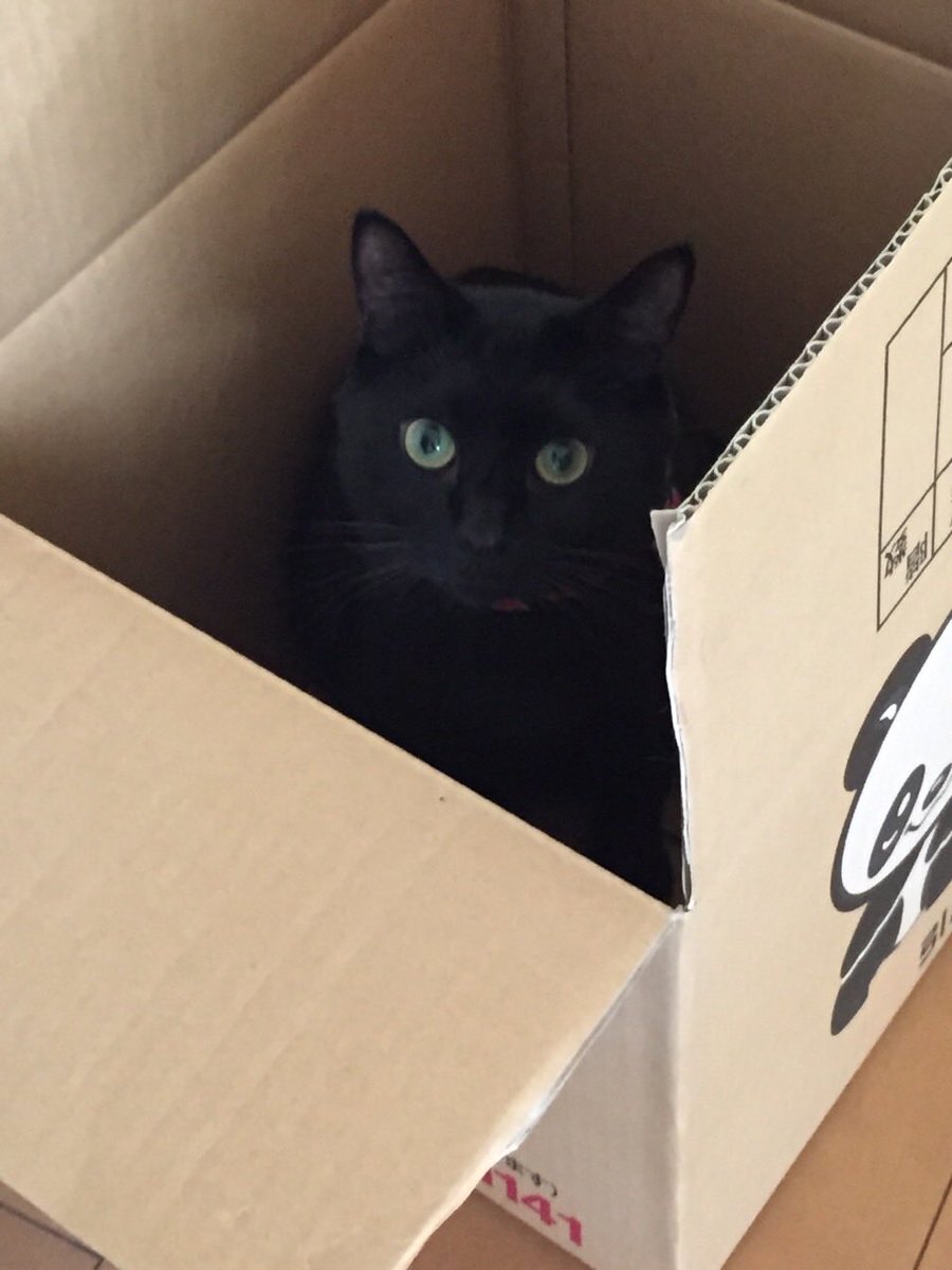 おねいちゃんは強かった🙀 #三毛猫 #黒猫