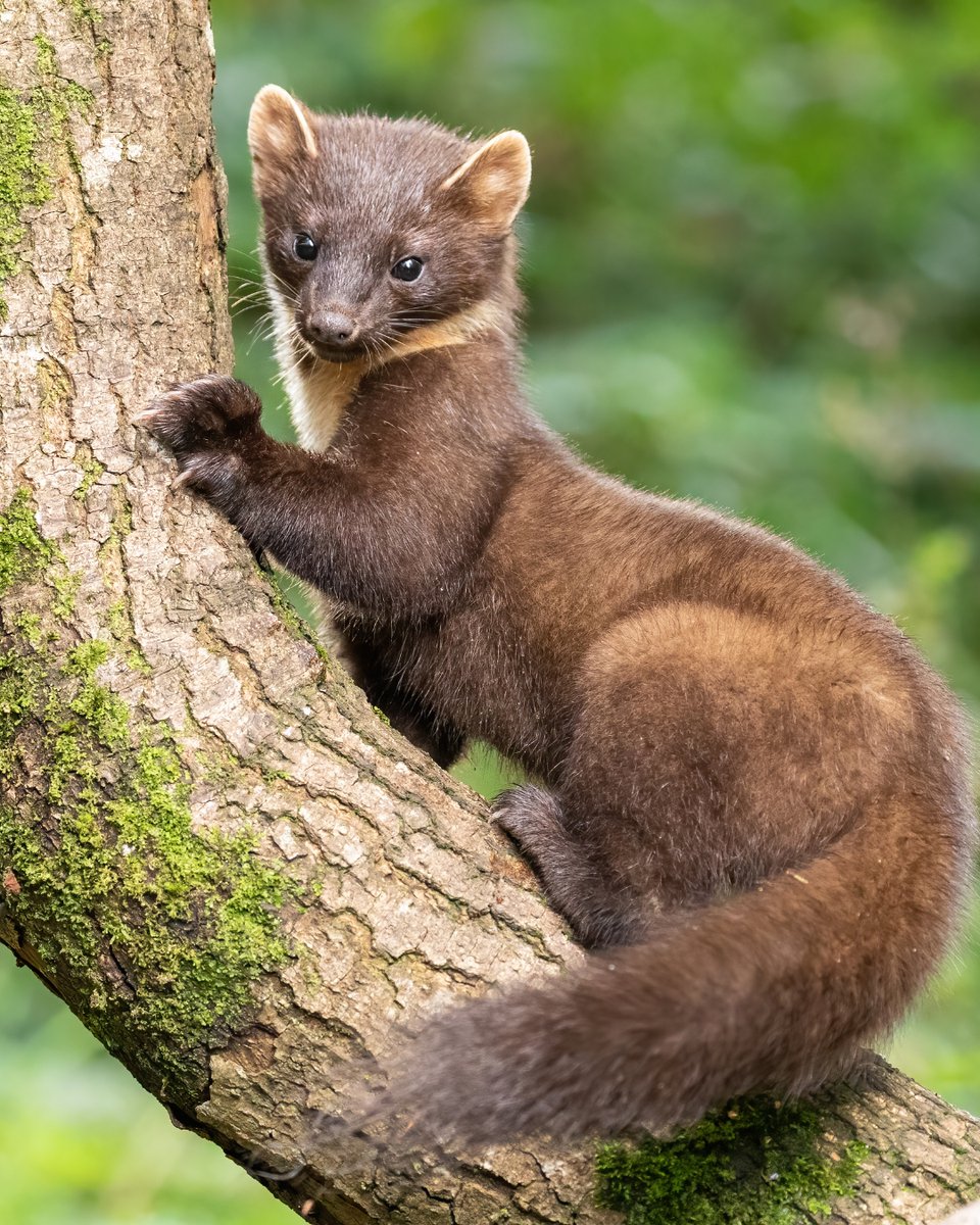 Rewilding Affric Highlands tweet media