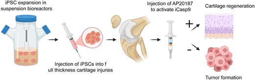 STEM CELLS Translational Medicine tweet media