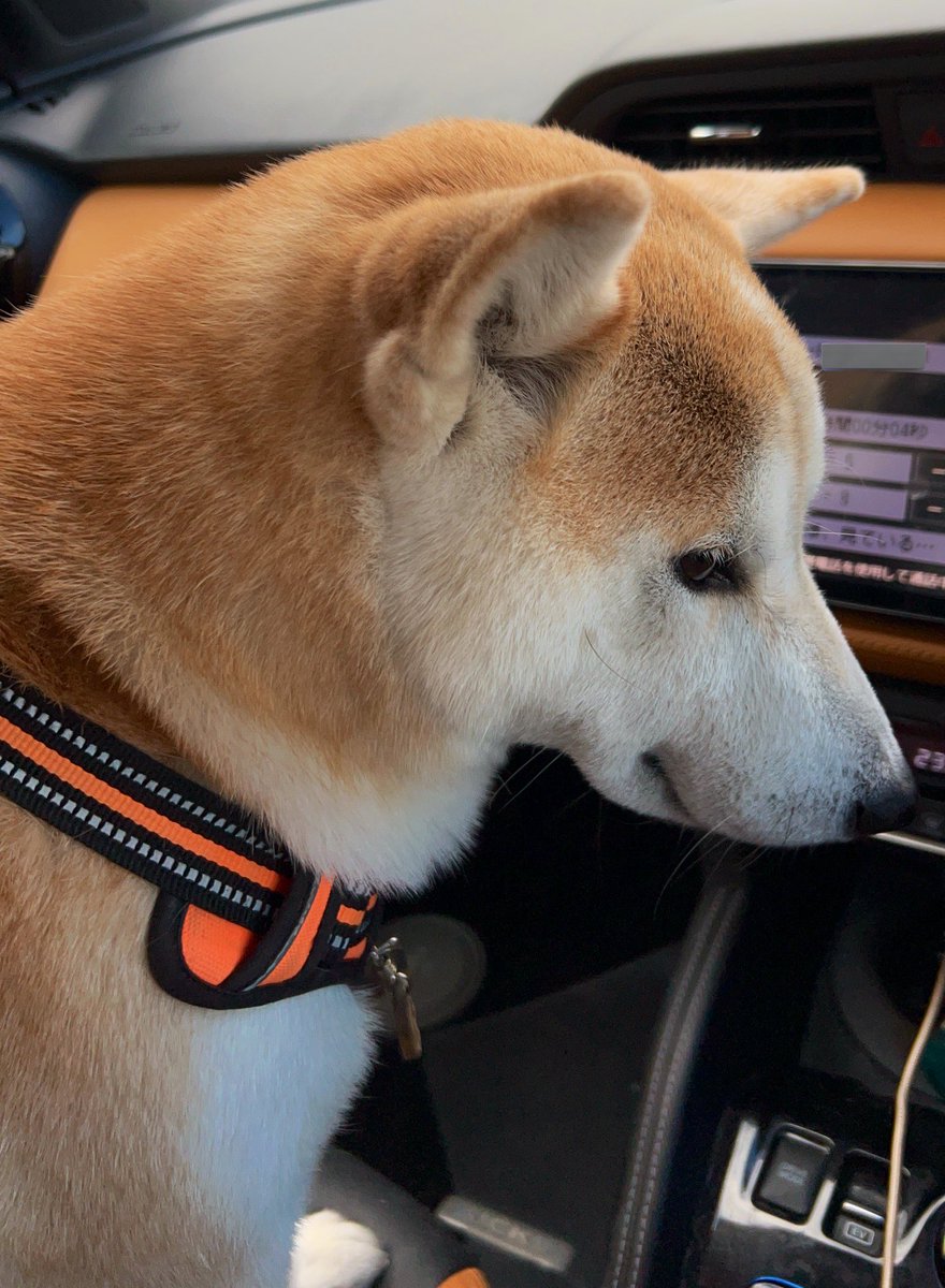 左
よだれいぬとドライブ柴犬乱歩さん
最高にハイ&amp;ハッピー

右
ワイとドライブ柴犬乱歩さん
財布落としたような顔

俺の事が嫌いなのかな。
こんなに愛してるのに。
ﾏﾁﾞもう無理。ササミあげよ。