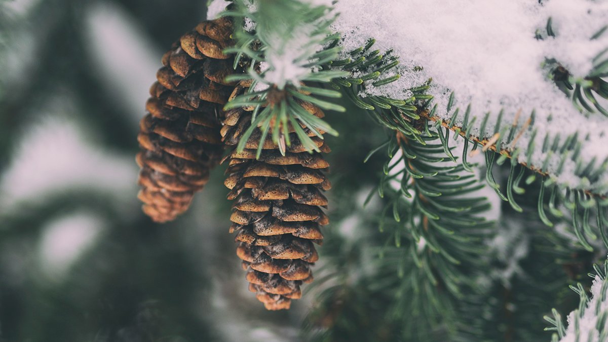 TrustLLM tweet media