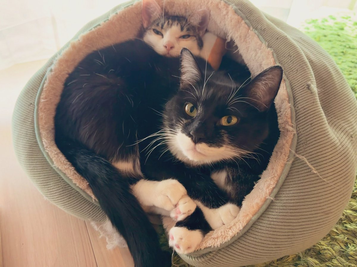 xrider_'s tweet photo. ねこ鍋🍲

#猫のいる暮らし https://t.co/YKt00x54Rw