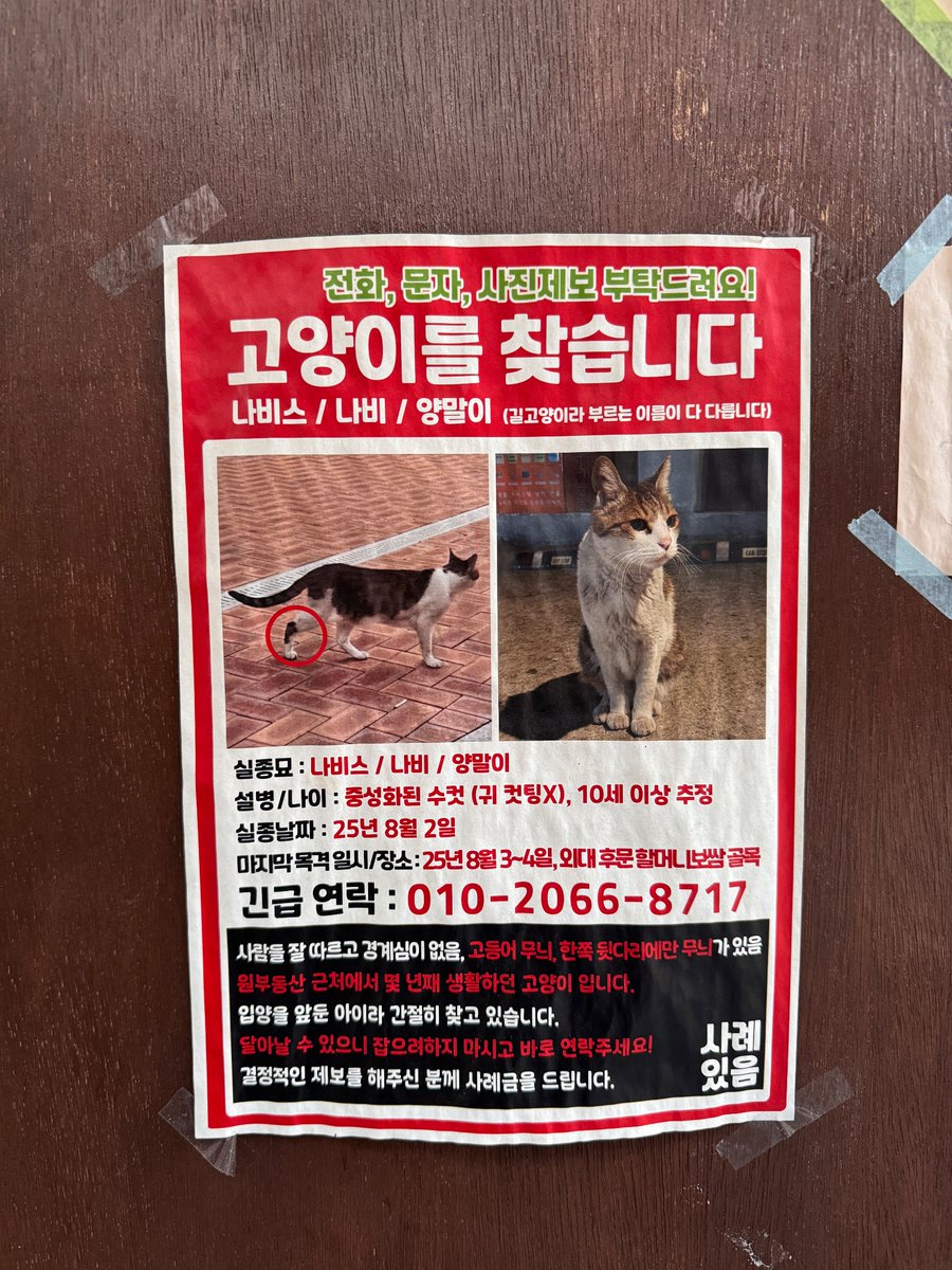 KIMaram's tweet photo. 고양이를 찾습니다!
나비스/나비/ 양말이(길고양이라 부르는 이름이 다 다릅니다) https://t.co/SX5SqN4mAd