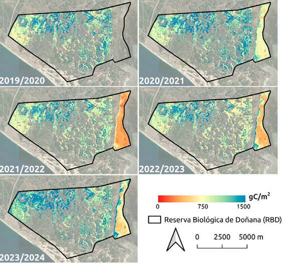 A new validation exercise on GPP products using @ICTSDoñana EC towers and different Earth Observation satellites. Knowledge on carbon dynamics is a must for protected areas 
polipapers.upv.es/index.php/raet…