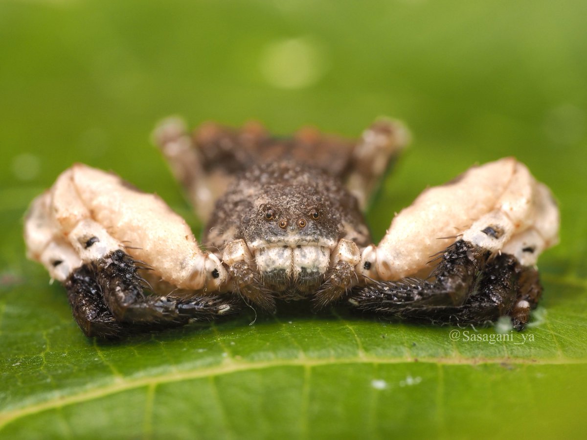 カトウツケオグモPhrynarachne katoi