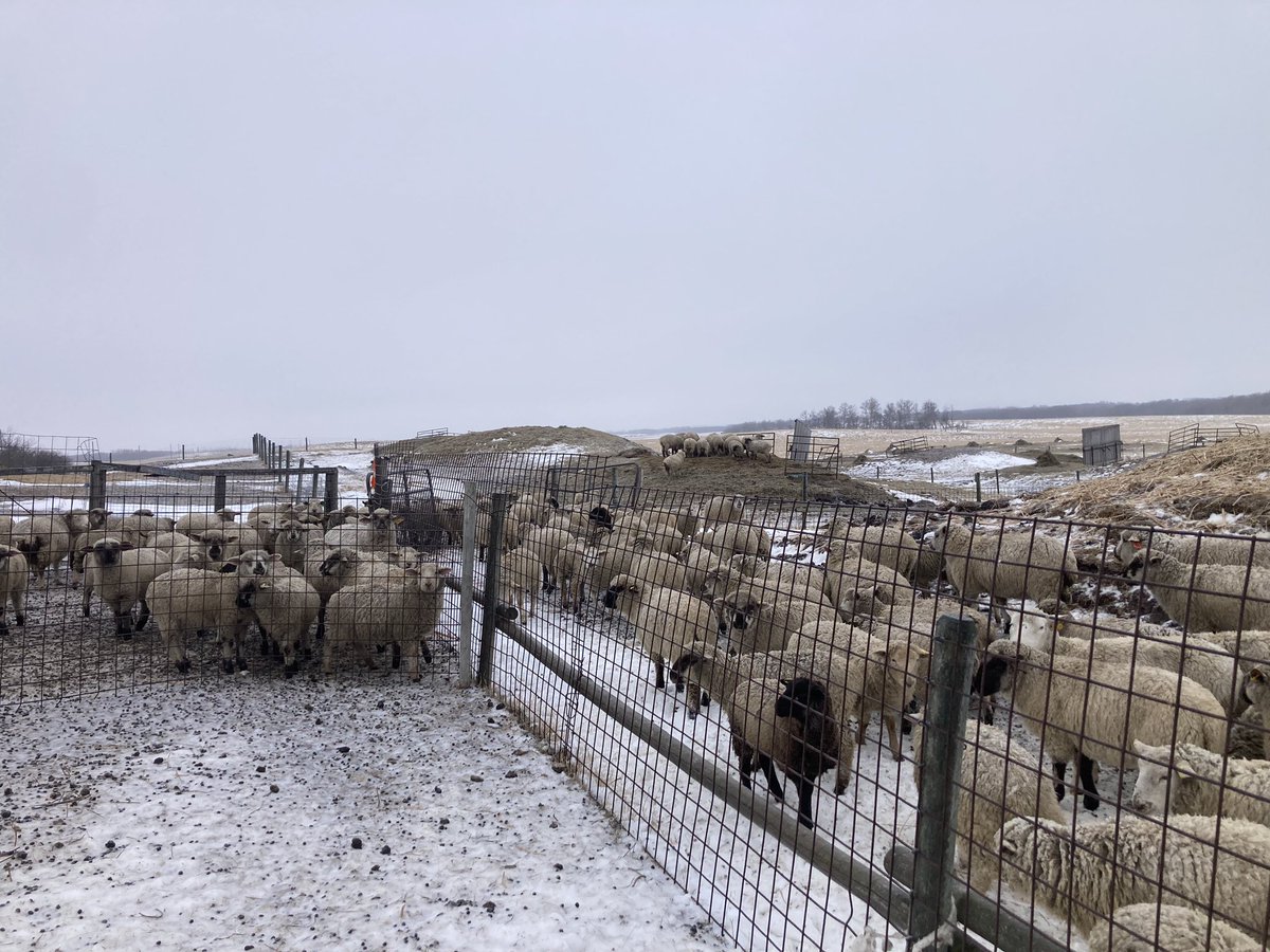 SundanceFarms's tweet image. Dinner of grain screenings pellets for these waiting feeder lambs. Refuse from broken seeds and weeds when grain is cleaned. #reuse #repurpose #ThursdayThoughts