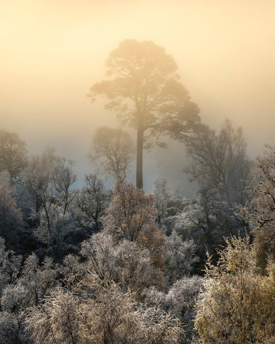 Rewilding Affric Highlands tweet media