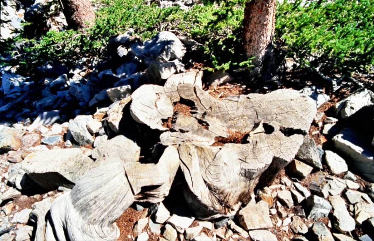 ArchaeoHistories tweet media