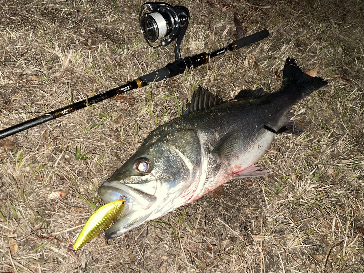 taishiamixat's tweet photo. 冬っぽいの来たかな⛄️
#シーバス
#大阪シーバス
#NORTHCRAFT
#AIROGRE85SLM
#DAIWA
#MORETHANBRANZINOEXAGS
#22EXIST https://t.co/6o61dugmdb