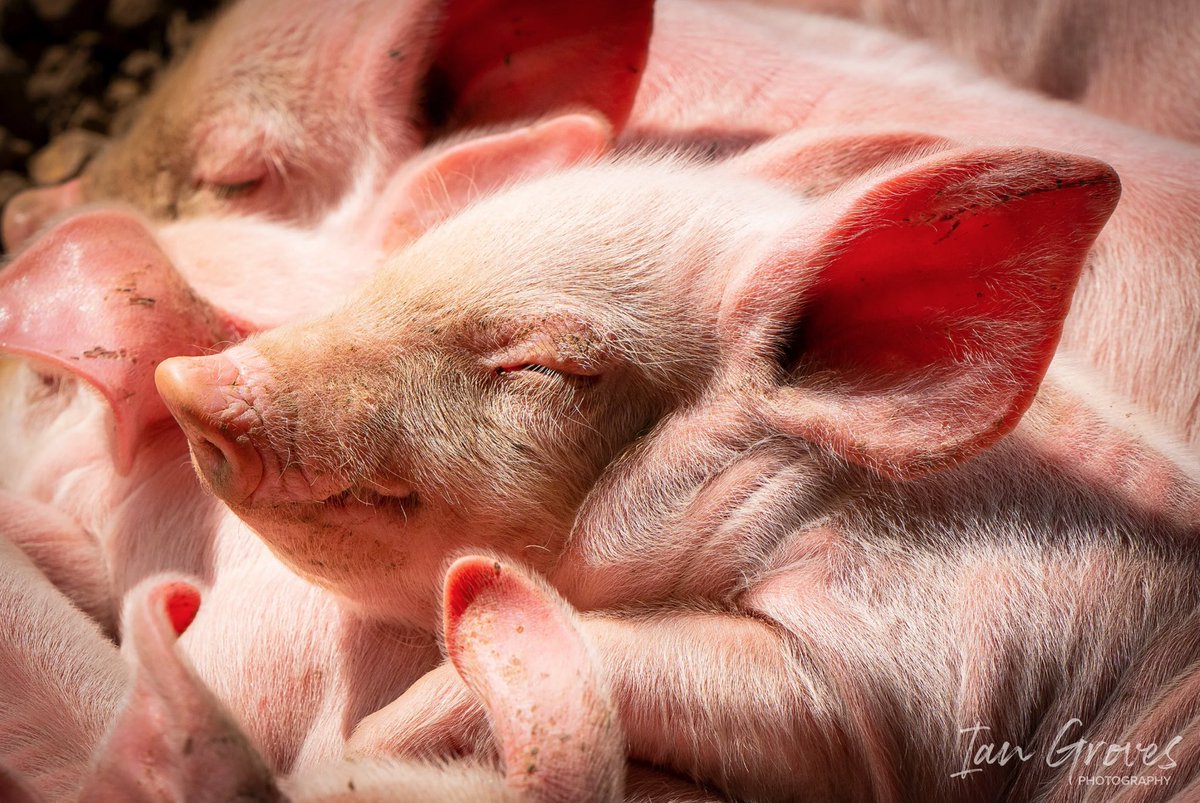 photocrowd's tweet photo. A heart-melting entry from Crowd member Ian Groves and the well deserved expert winner of our recent “Farming” contest, created and judged by the amazing Govindraj. 🏆👏 

https://t.co/YMhrzv3vr2 https://t.co/ZR250Gh5St