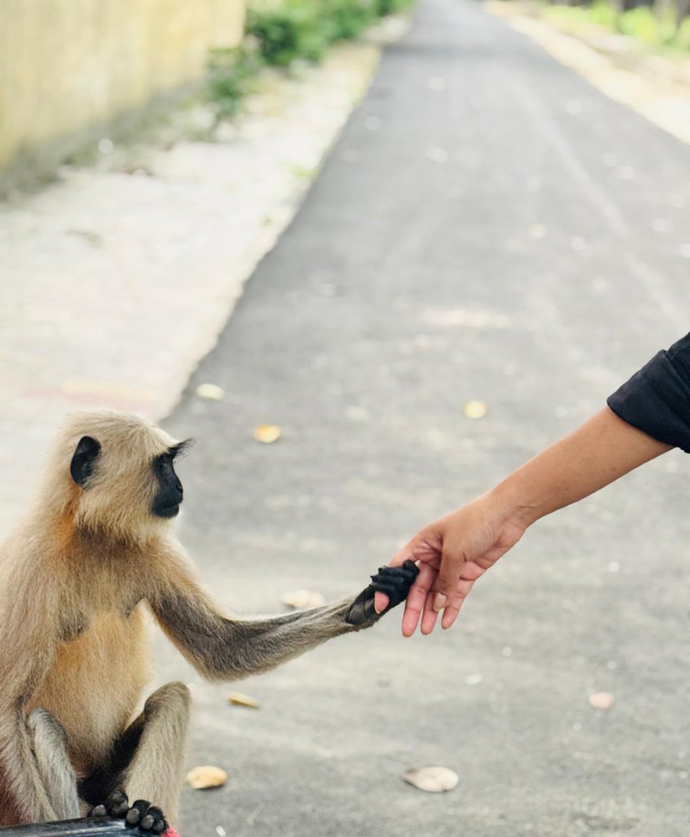 Animal Welfare Volunteers, Baghpat tweet media