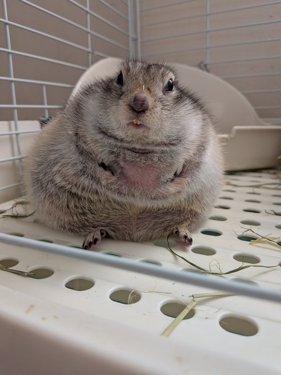 shimo (@y_asuta_shimo) / Posts / X