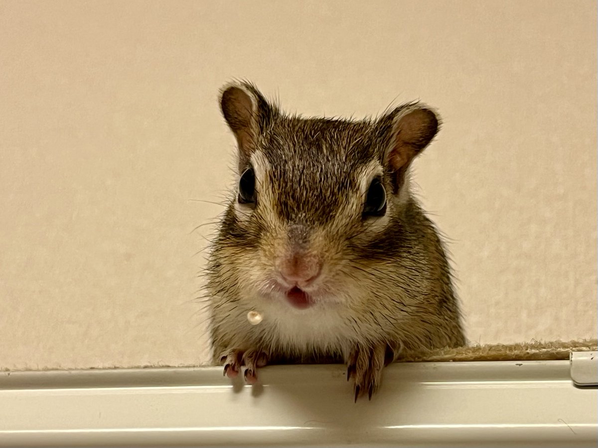 あさりです 一般入手困難な伊勢湾の大粒アサリ | 美味食材を買う | dancyu