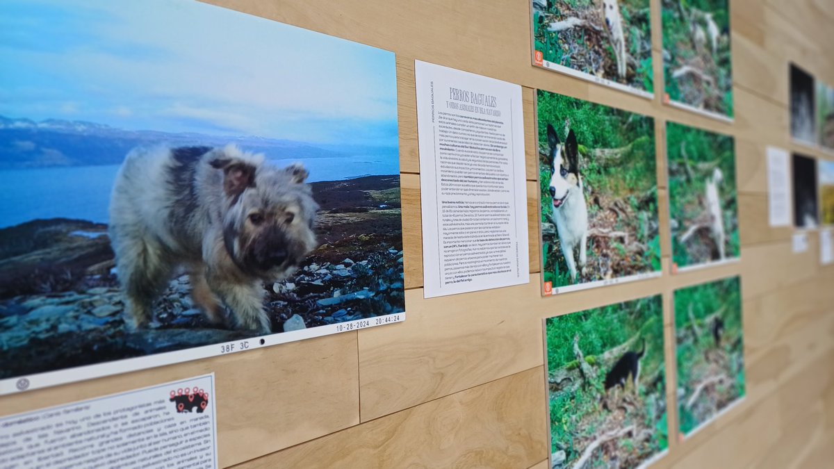 Centro Internacional Cabo de Hornos (CHIC) tweet media