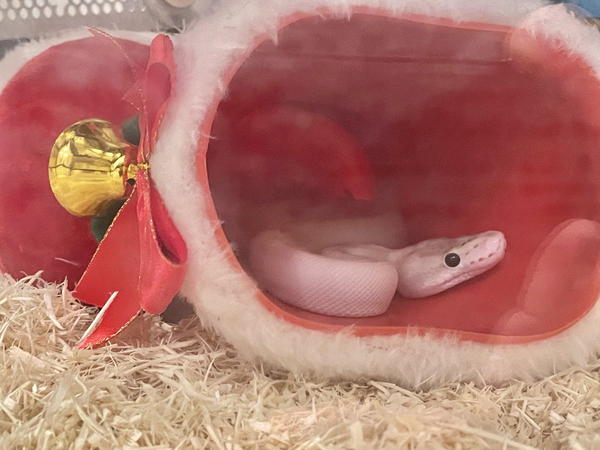 Templum_sp's tweet photo. クリスマスブーツめちゃくちゃ気に入ってしまい期間限定シェルターと化した🐍🎄 https://t.co/dlQ8oDRmyI
