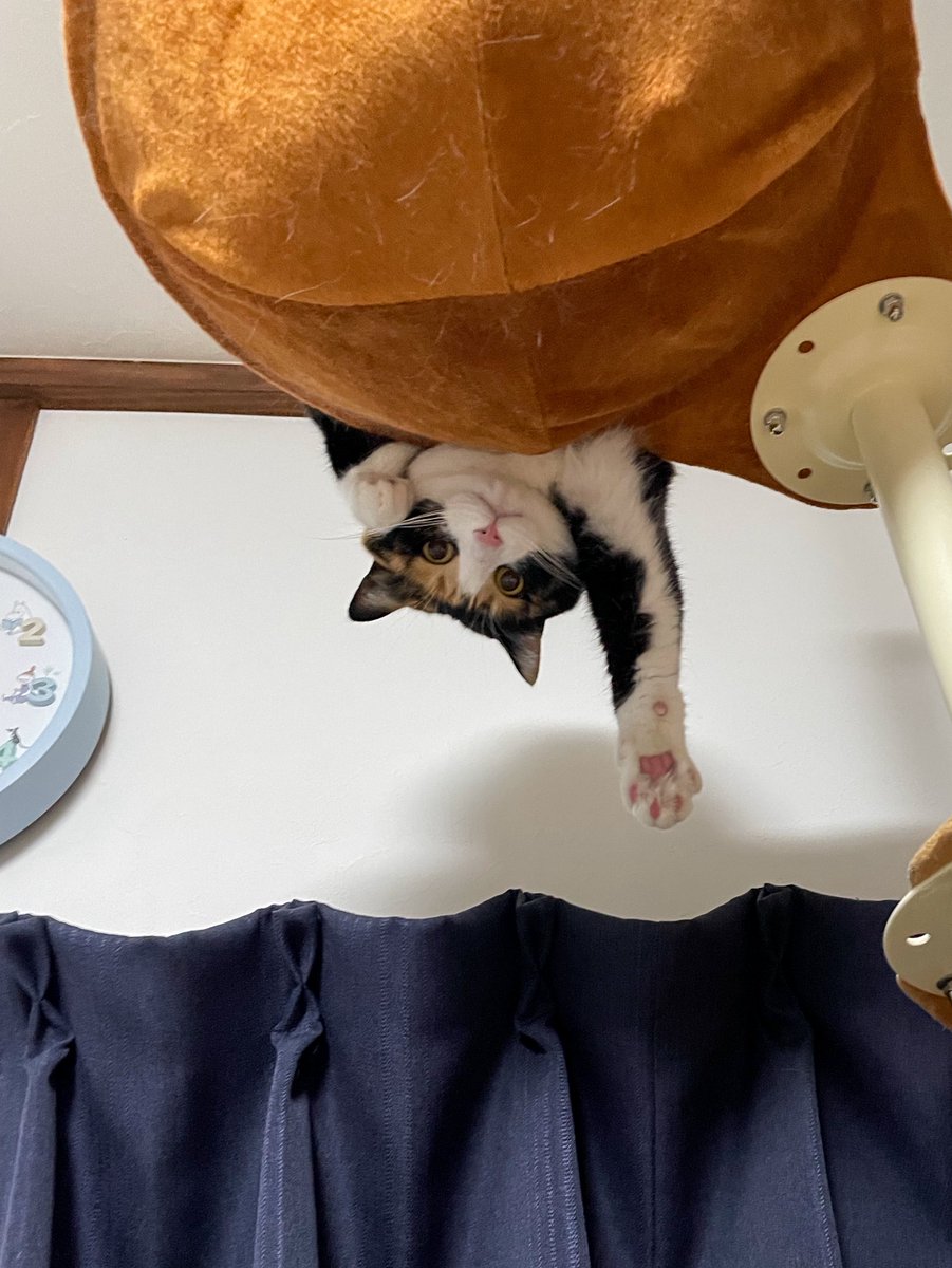 ピノ (@pinopino0831) / Posts / X