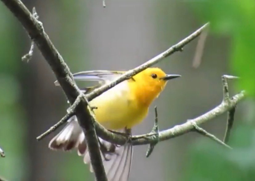 Lyle Lewis tweet media