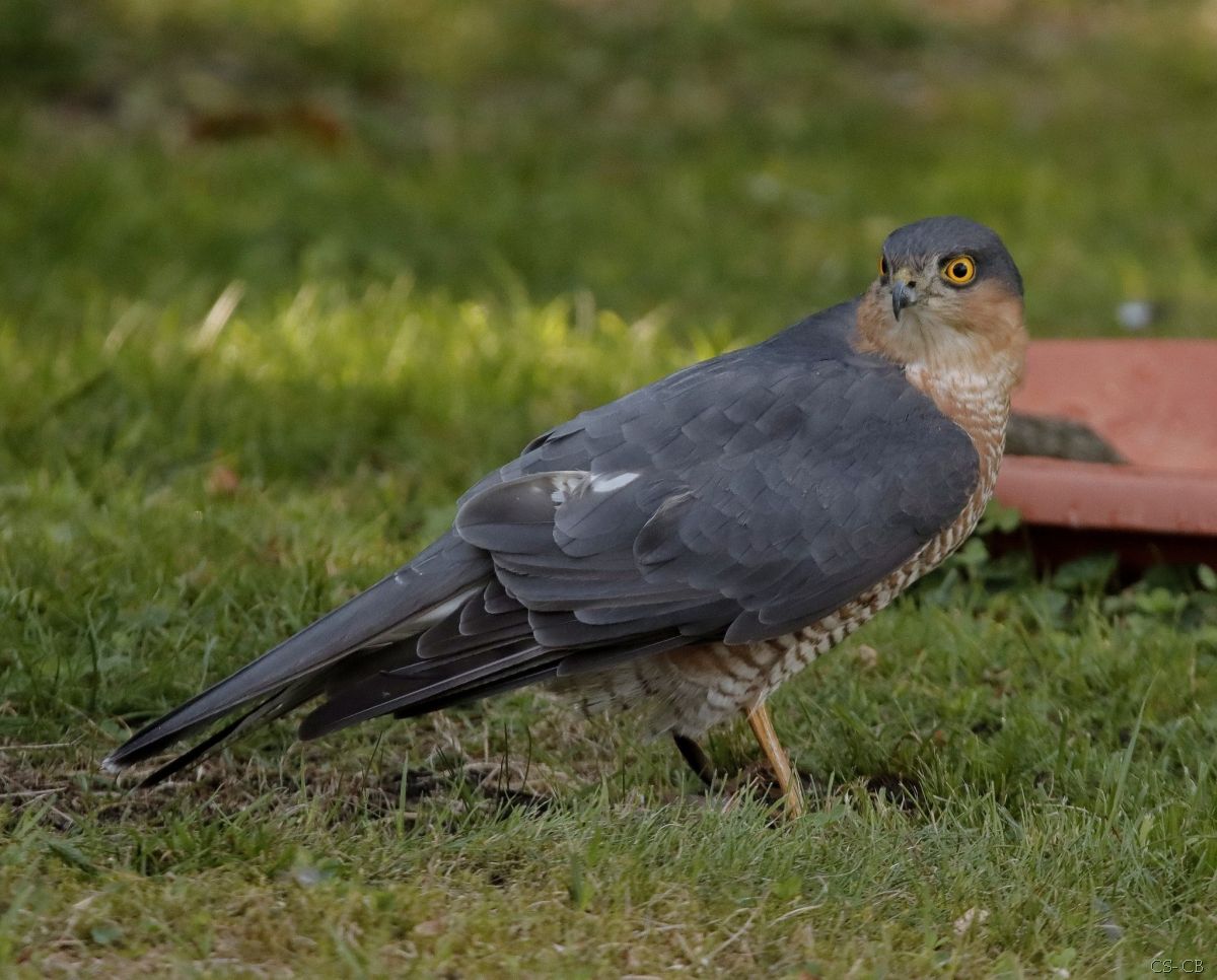 beingmyself_25's tweet photo. Teilweise folgt der Sperber den kleinen Beutevögeln zu Fuß, sogar bis ins Gebüsch hinein.
#Sperber #Greifvogel #Natur #TireInFreierNatur #LDK https://t.co/aftXjg7IJC