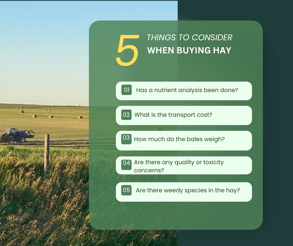 During our forage price research, we see a lot of ads for hay with very little information included. Ask a few questions so you don't get stuck with hay that won't work for your operation! Enter hay prices in our simple form at SaskForage.ca - it only takes a minute!