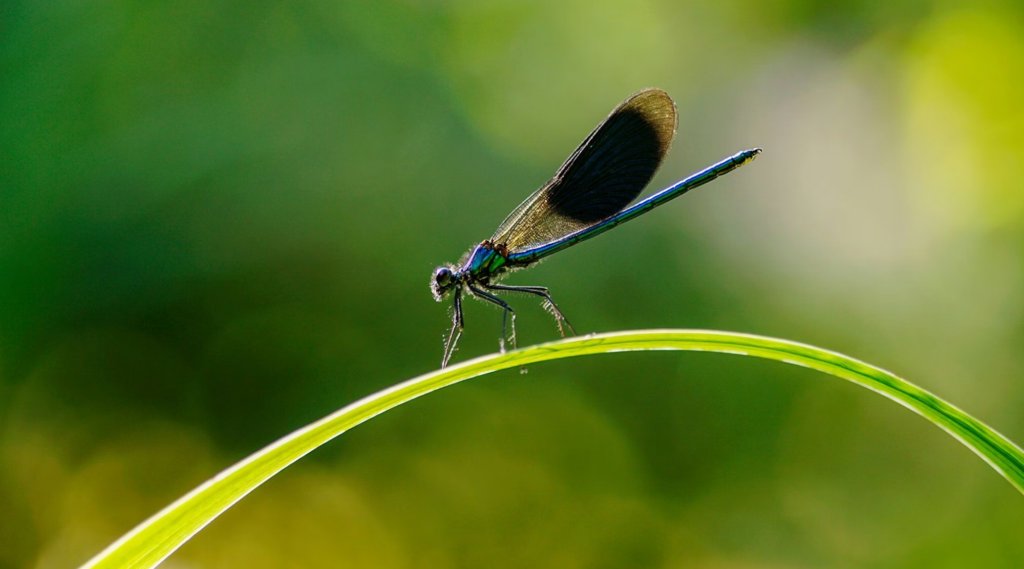 CleantechAlps tweet media