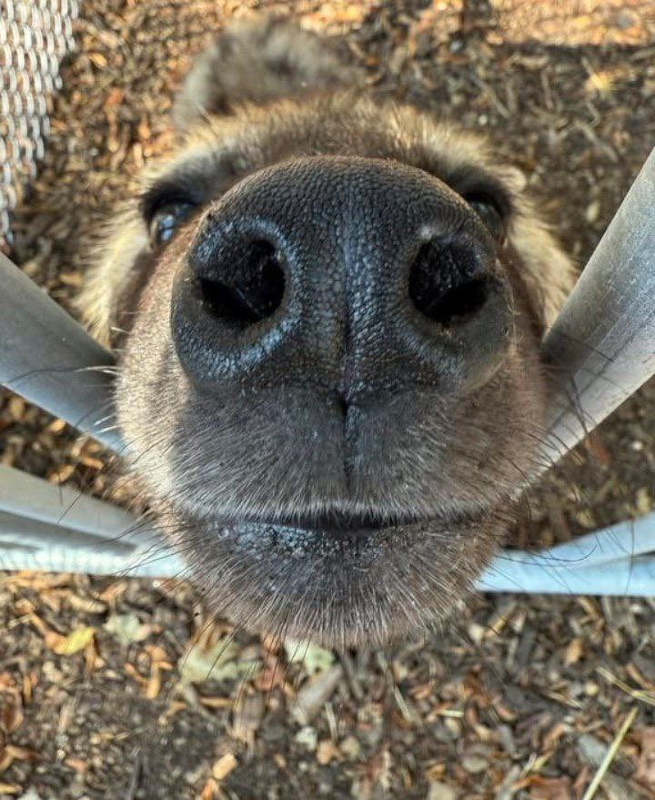 POV: You’re about to get smooched by me 🍪😚