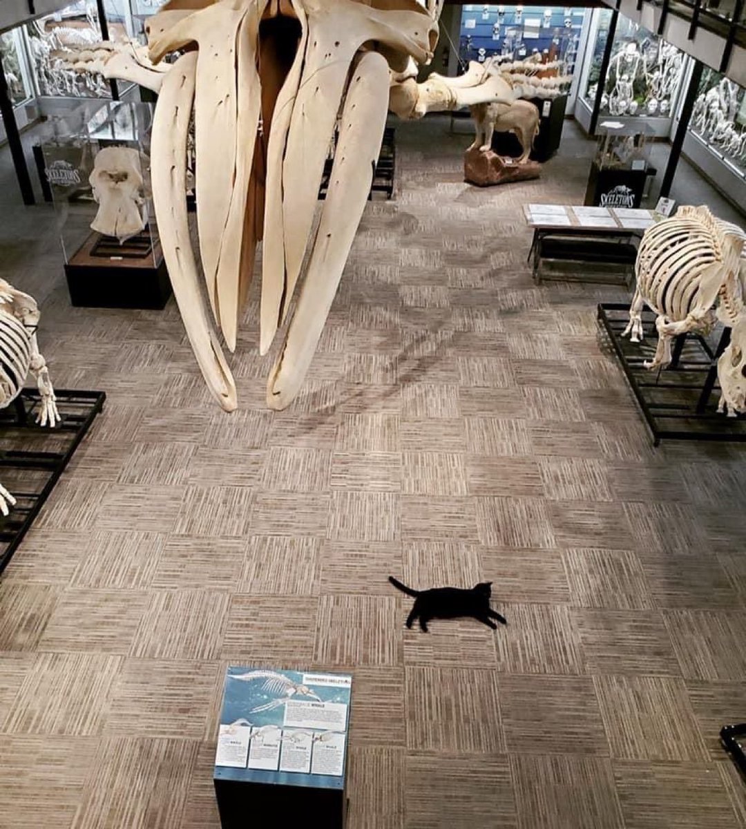 TranslatedCats's tweet photo. The museum cat freely strolling around after the museum closes. https://t.co/9CX6A3y95Q