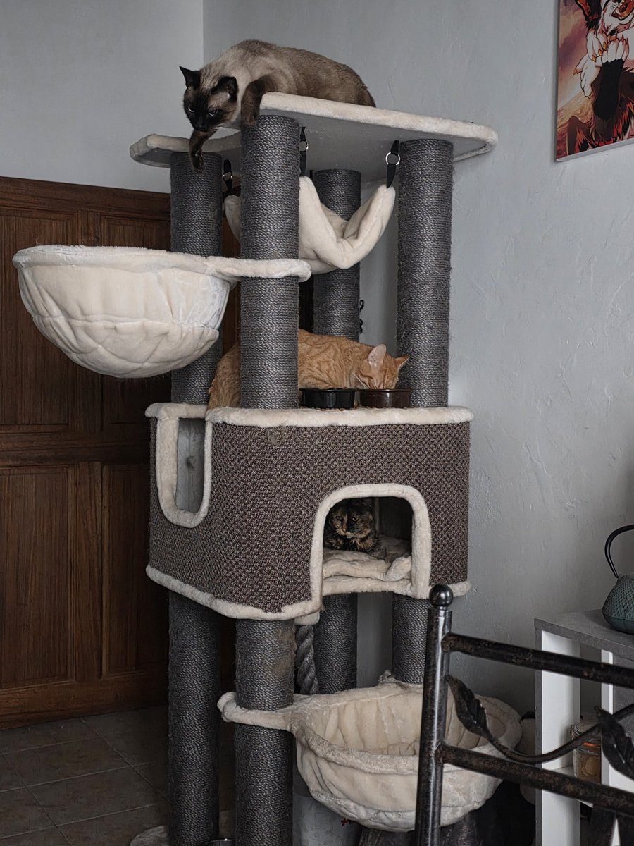 MatPaws's tweet image. C'est donc pour ca le nom "arbre à chat"....