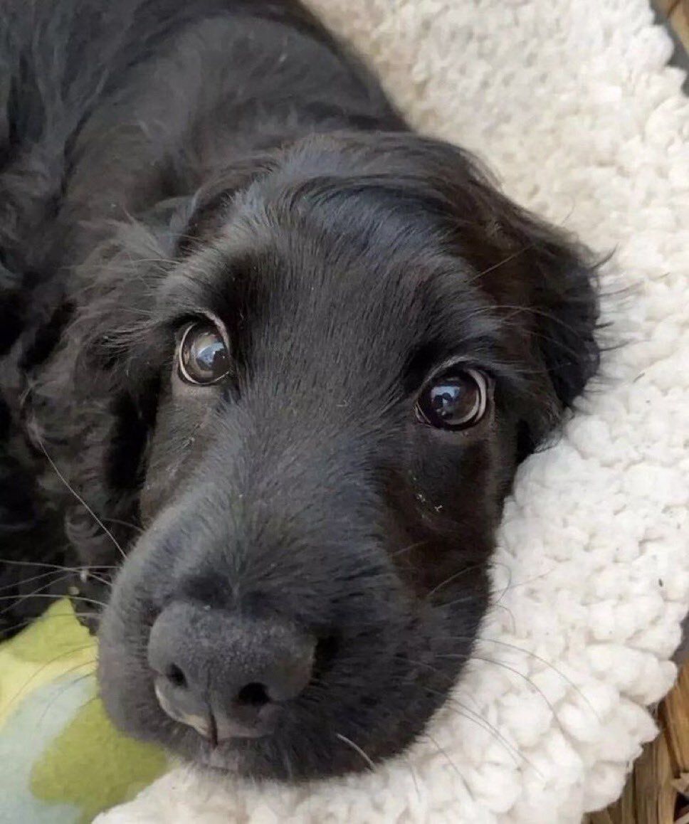 everythingdogss's tweet photo. https://t.co/bjytcBaQ30