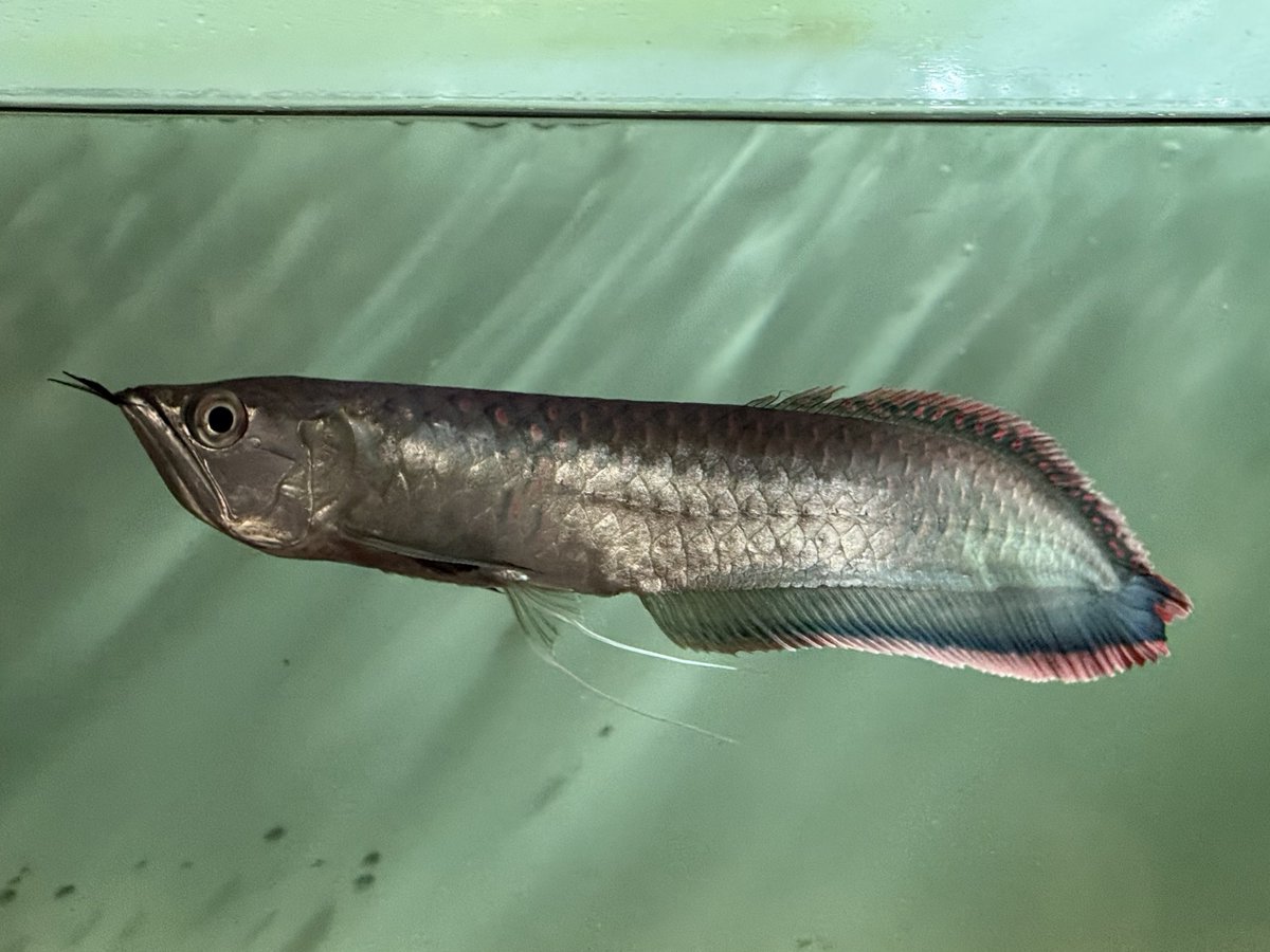 流木取り出したら中下層も泳ぐようになったカーニバル氏。
格好良く成長中☺️