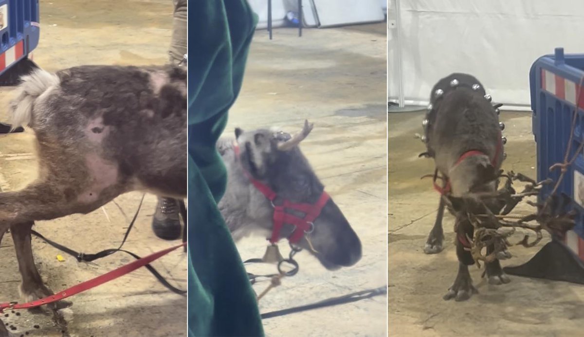 ruben_prz's tweet photo. El negocio del sufrimiento animal 🦌🫰

La empresa que explota renos gana MILES de €€€ en contratos públicos.

Las imágenes del Escorial mostraron el "maravilloso" estado de los animales. Seguro que el explotador no vive así...

FIRMA ⬇️⬇️⬇️
https://t.co/HjEJLKzxld https://t.co/K8795LOJDA