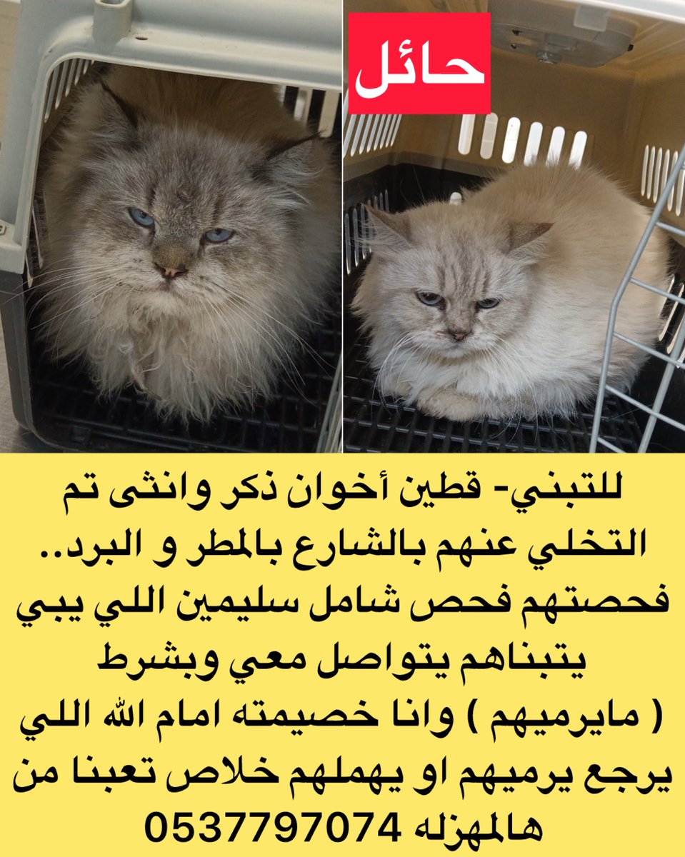 ساعدوا بالنشر
ابحث عن متبني عاجل ماقدر ادفع فندقتهم 
0537797074