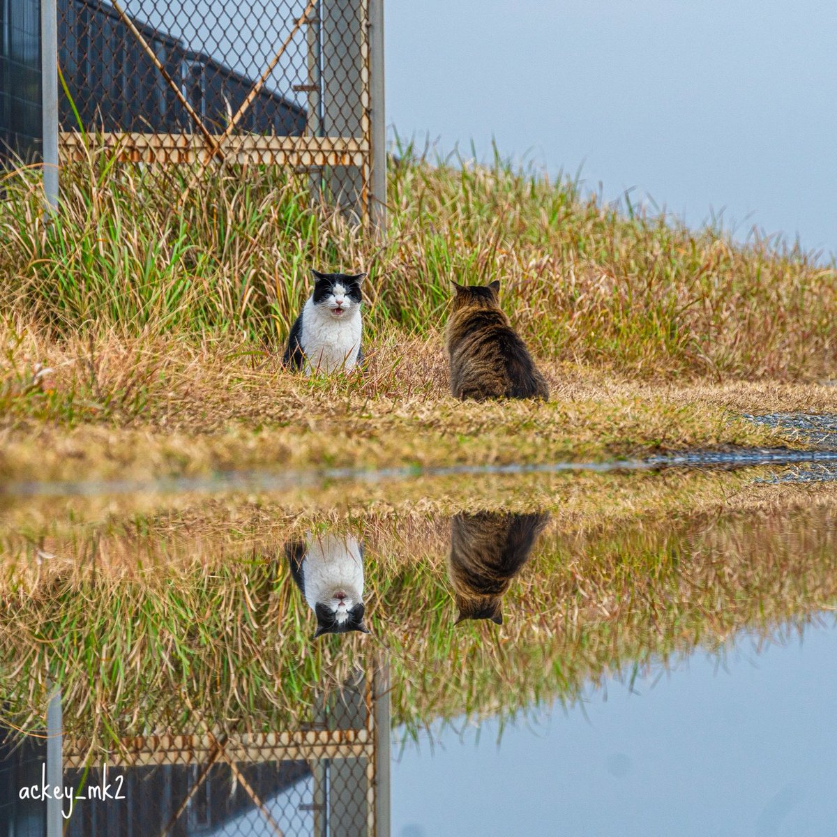 あっきー (@ackey_mk2) / Posts / X