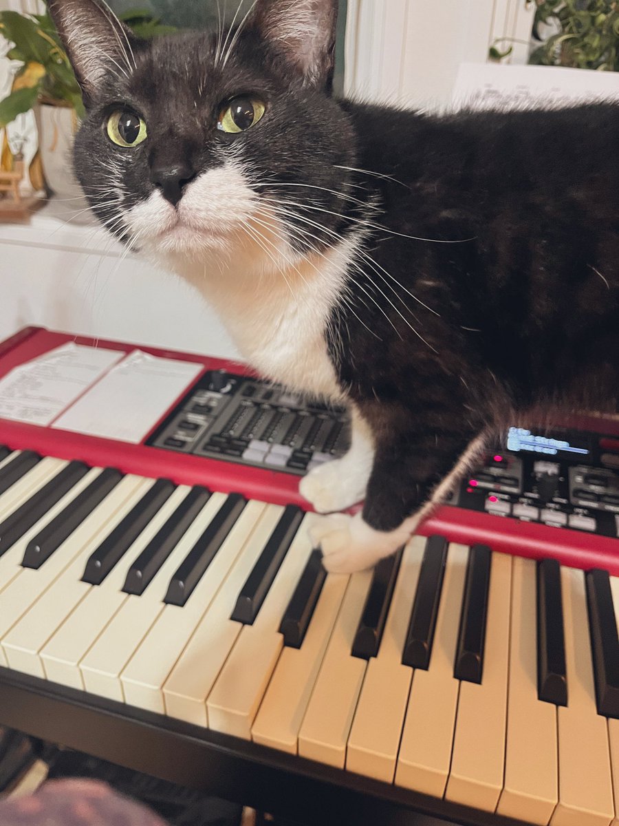 ヘッドフォンしてる時に鍵盤に飛び乗ってくるの、やめて欲しい。
あとかなりの確率で音色をオルガンに変えるのもやめて欲しい。
でも可愛い。