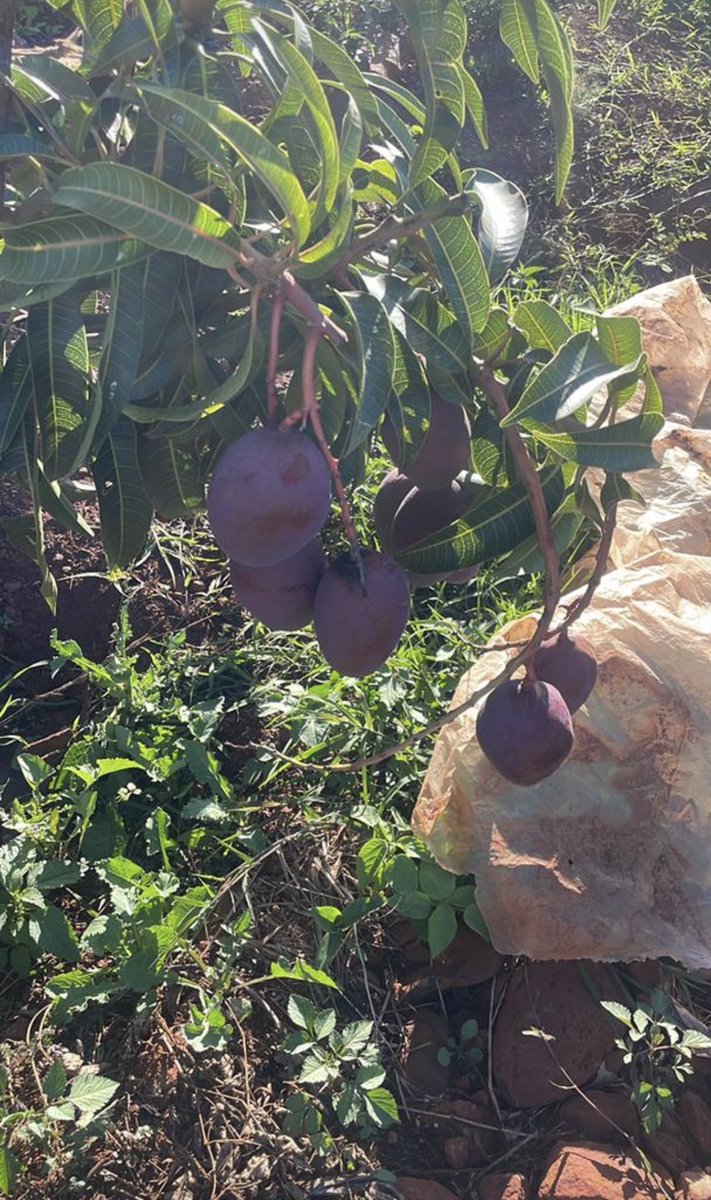 Big girl projects 🍎🥭We try again next year 😅