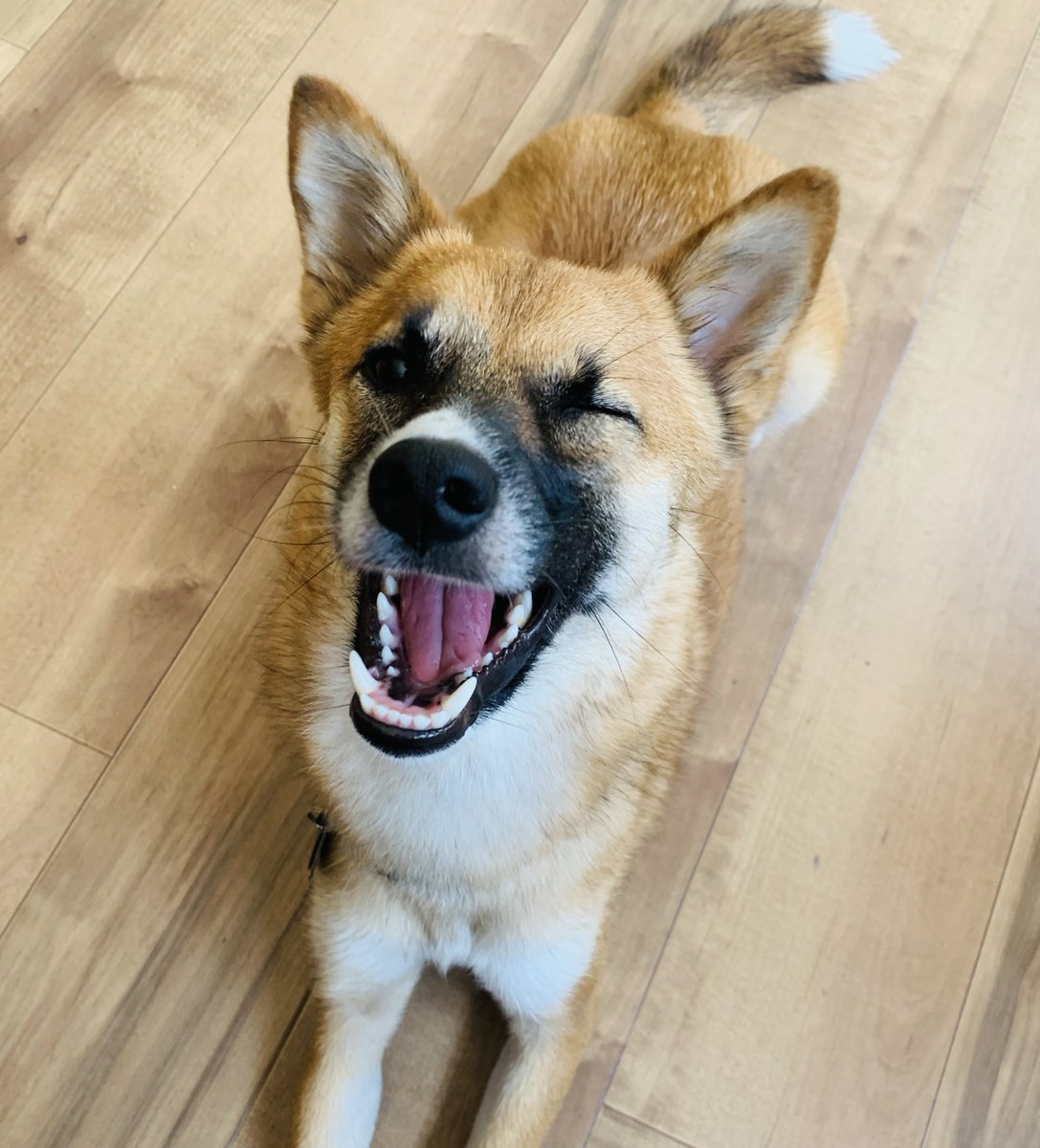 ヤマザキコレまとめ売り（1週間で処分予定） ヤマザキコレまとめ売り（早期処分） コレクト@ on X