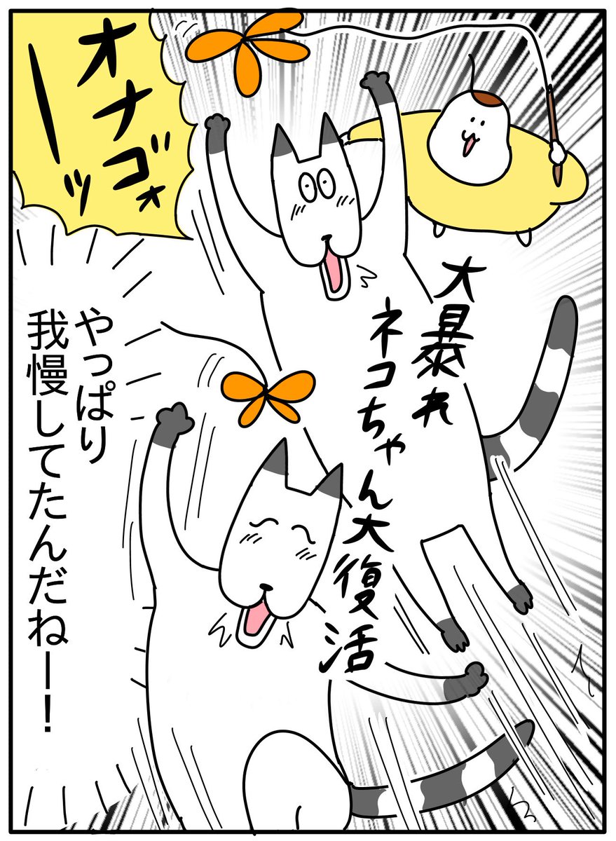 新入り猫に譲ってた先住猫 