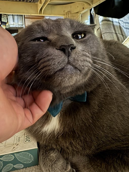 これは男前オールグレイトねこし