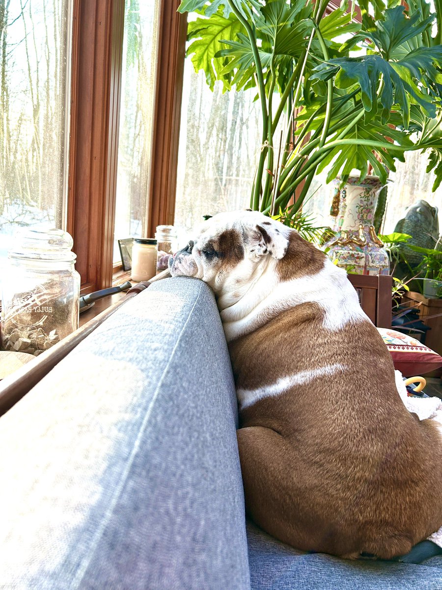 Cleopatra the English Bulldog tweet media