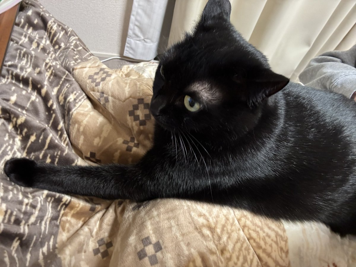 アサちゃんの毛づくろい あほ毛レスキュー 467166