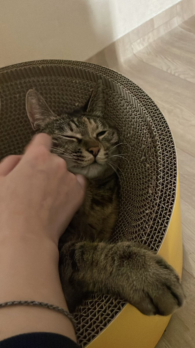 살면서 고양이를 키울 거라고 상상조차 해본 적 없는데 다른 것보다 말을 알아들을 수 없어서가 가장 컸던 거 같다 어쩌다 삵이를 맡게 됐을 때 얘가 행복한지 나를 사랑하는지 평생 모를 테니 인간 관점에서 괜한 짐작도 말고 기대도 하지 말아야겠다고 생각했다 근데 같이 살다보면 그냥 알게 된다