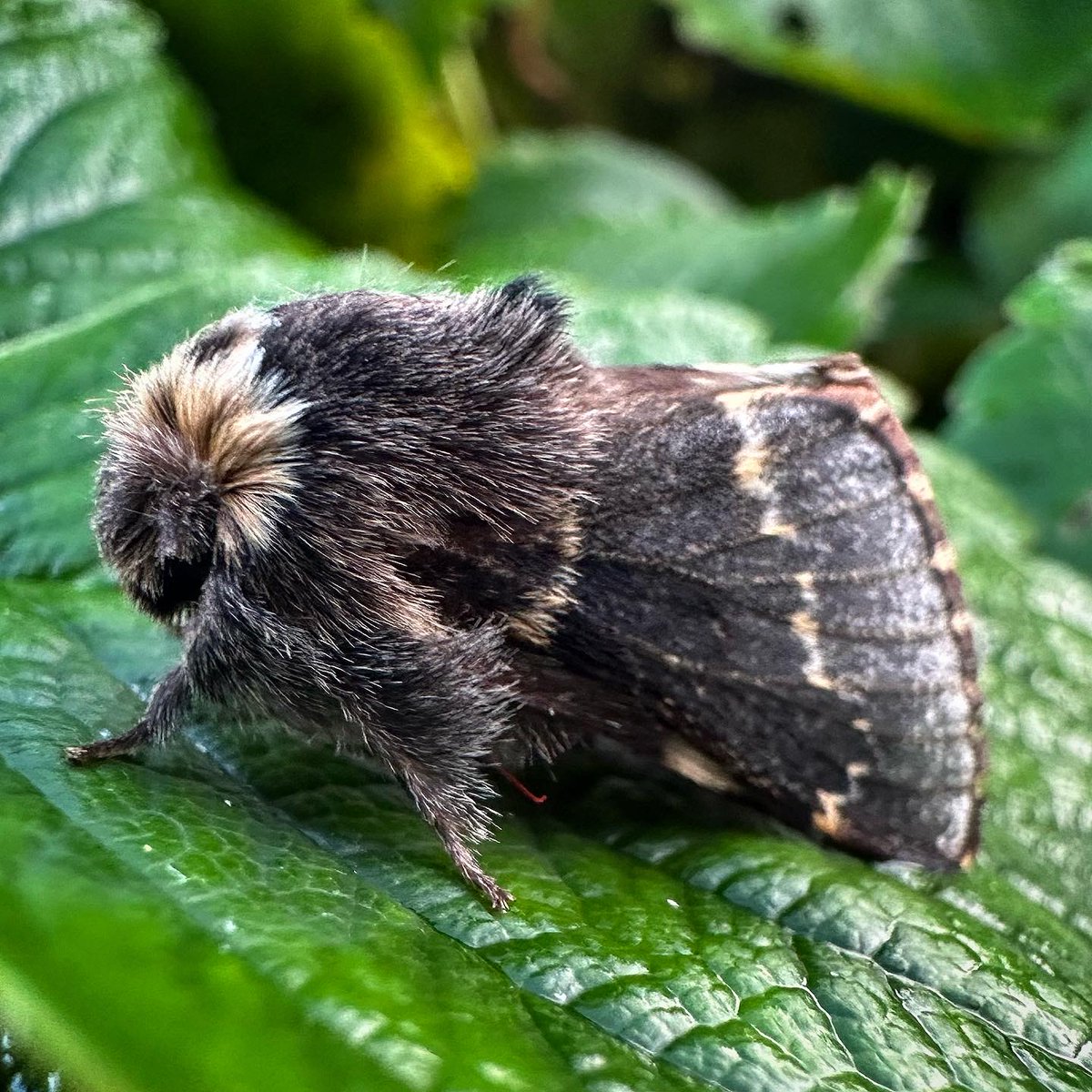 All-Ireland Pollinator Plan tweet media