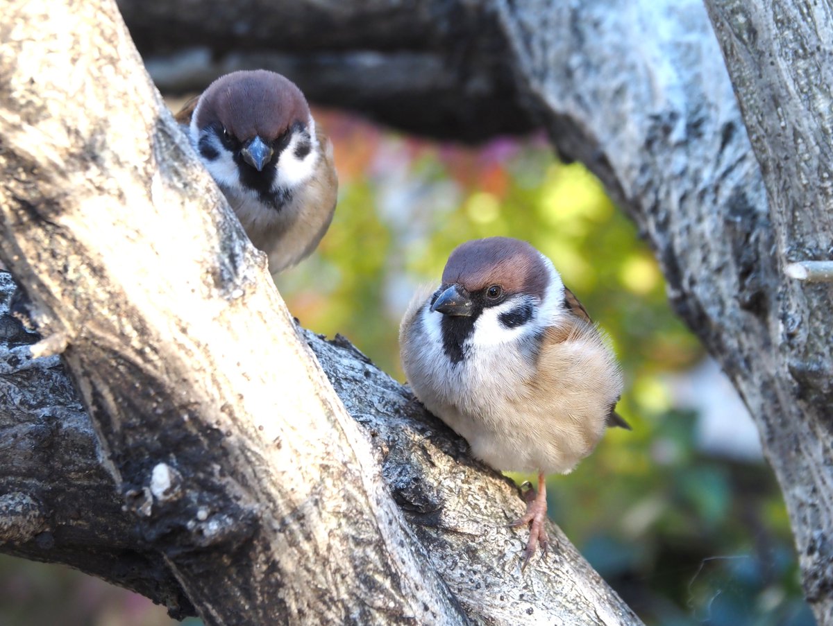 ちゅんちゅん (@chunchu0803) / Posts / X