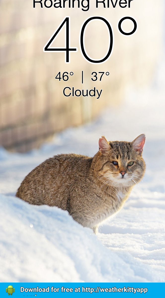MelbyLynne's tweet photo. Check out the weather kitty app at https://t.co/22cgkOhf6x #weatherkitty https://t.co/gpw4wkvlPB