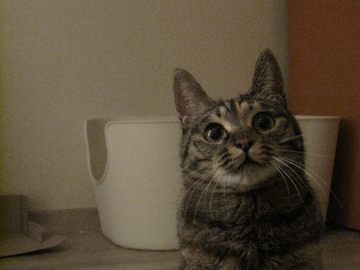 어쩌다 너를 키우게 됐고 널 건강하게 먹이고 재우는 데는 최선을 다하겠지만 인간은 인간 고는 고 각자의 삶을 살아야 하니 고답게 자라라 하고 괜히 손 태우지도 않고 안아주지도 않고 정도 안 주려고 정말 단단히 각오했는데 아빠에게 너무 큰 애교둥이가 왔다 넌 정말 바보