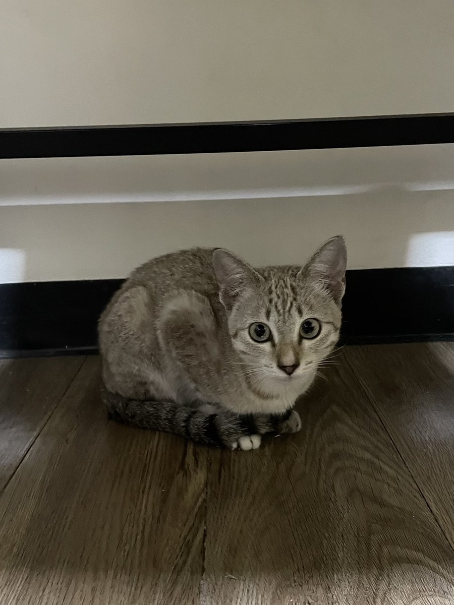 Catster & Co บ้านพักพิงแมวจร tweet media
