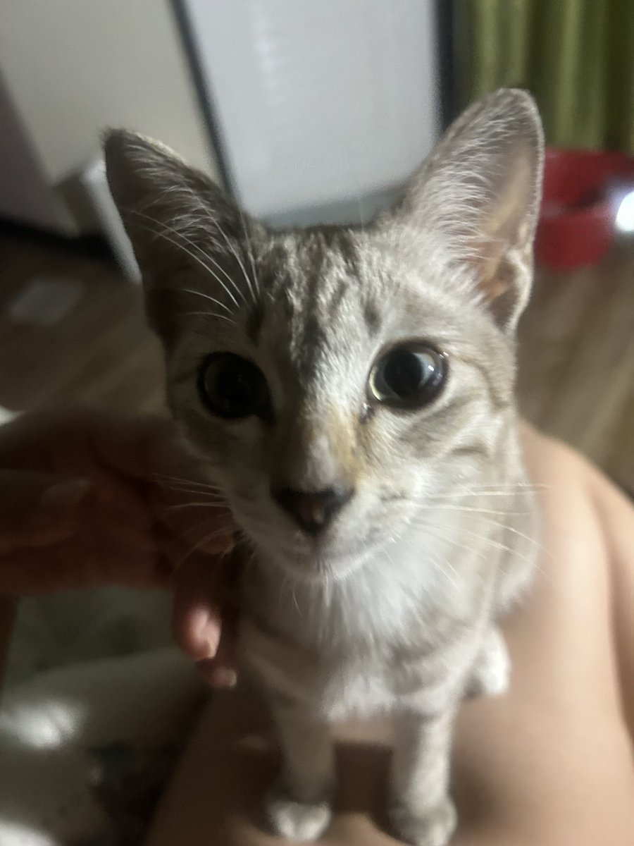 Catster & Co บ้านพักพิงแมวจร tweet media
