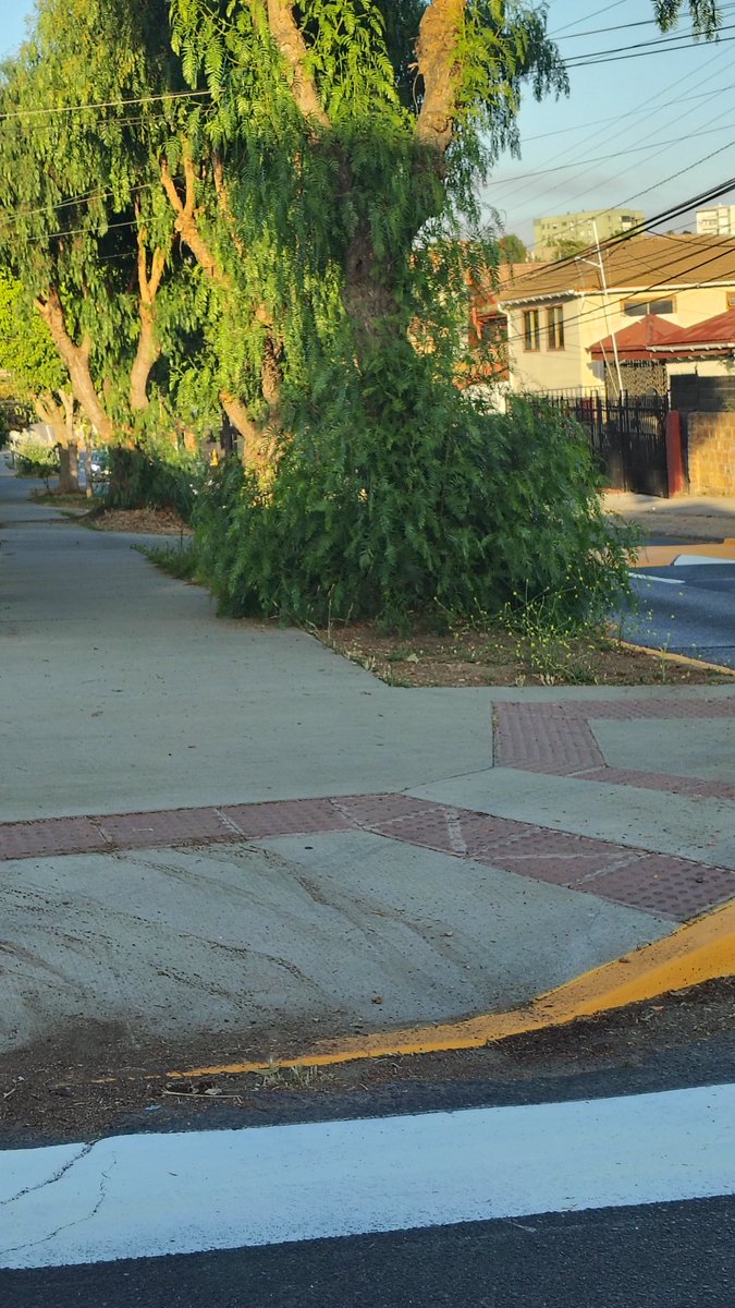 AInostrozaA's tweet photo. Hola peligro de visibilidad, calle Antonio varas con Samuel Valencia, no se aprecia que vengan autos, puede provocar un accidente,ya lo reporte a https://t.co/jdB6OT0Q9O https://t.co/QNuXWl0EYM